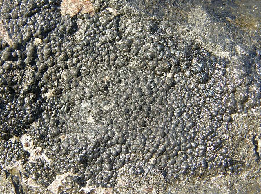 A heavy black uranium ore. The new elements are present at a few parts per million.