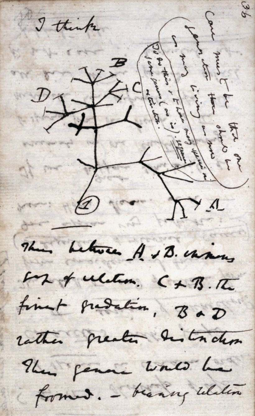 แผนภาพแตกกิ่งอันแรกในสมุดบันทึกของดาร์วิน ปี 1837 มีคำสองคำเขียนอยู่ข้างบน
